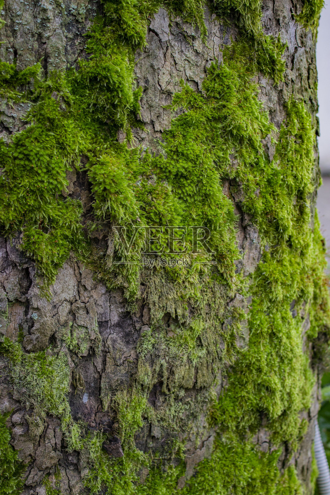 树皮上的苔藓。绿色,短,毛茸茸的。照片摄影图片