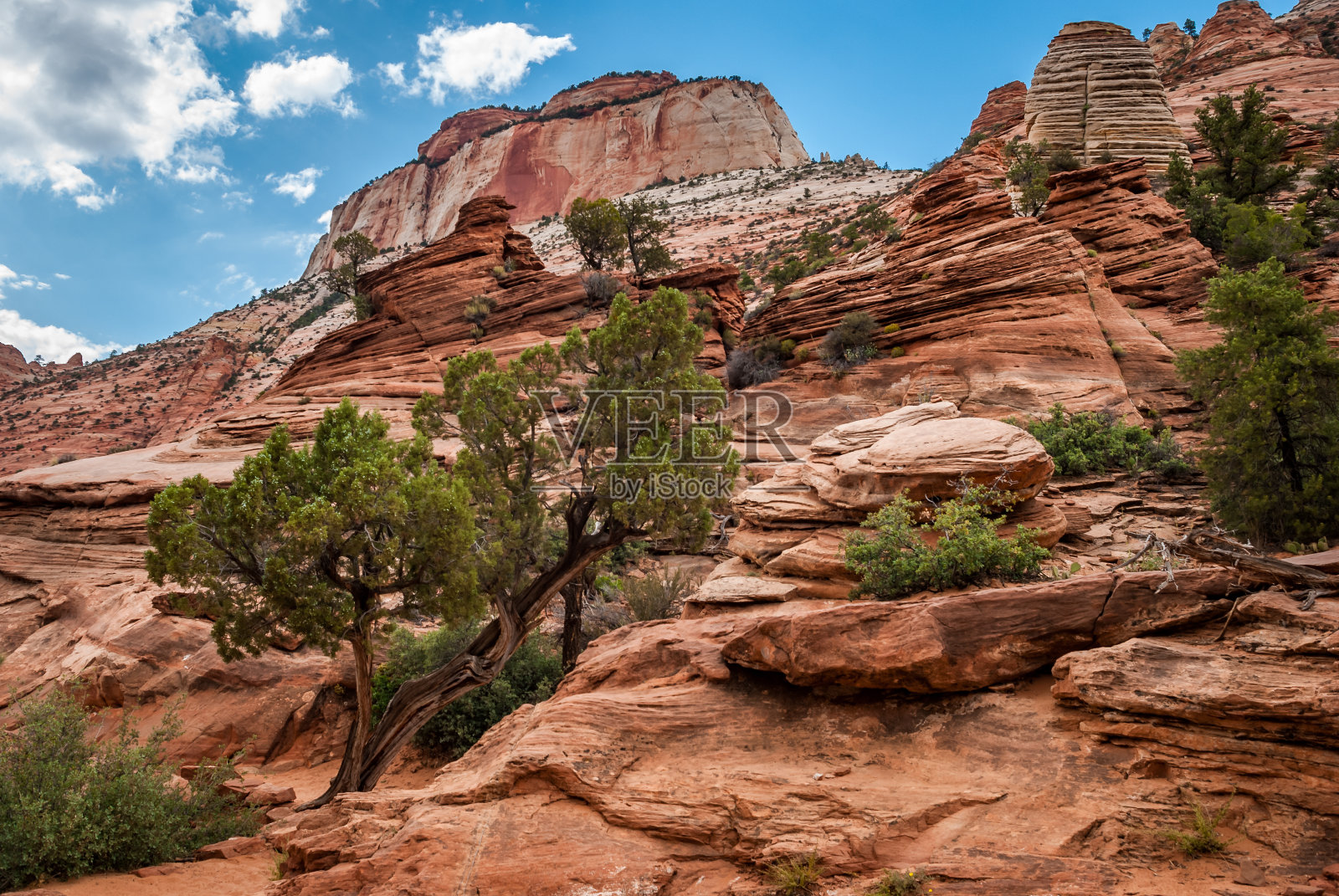 锡安国家公园的砂岩岩层和犹他刺柏树照片摄影图片