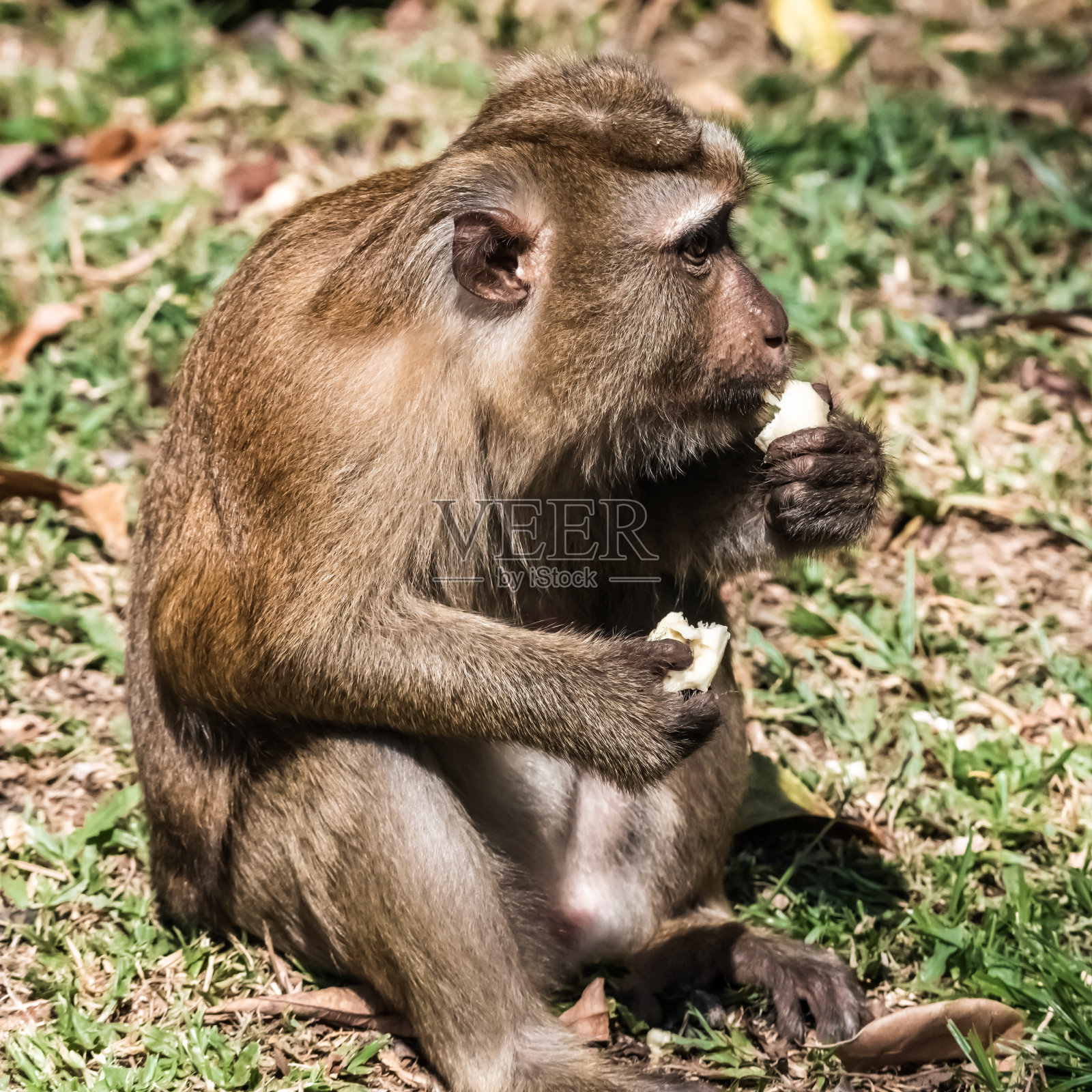猴子吃了一根熟香蕉照片摄影图片