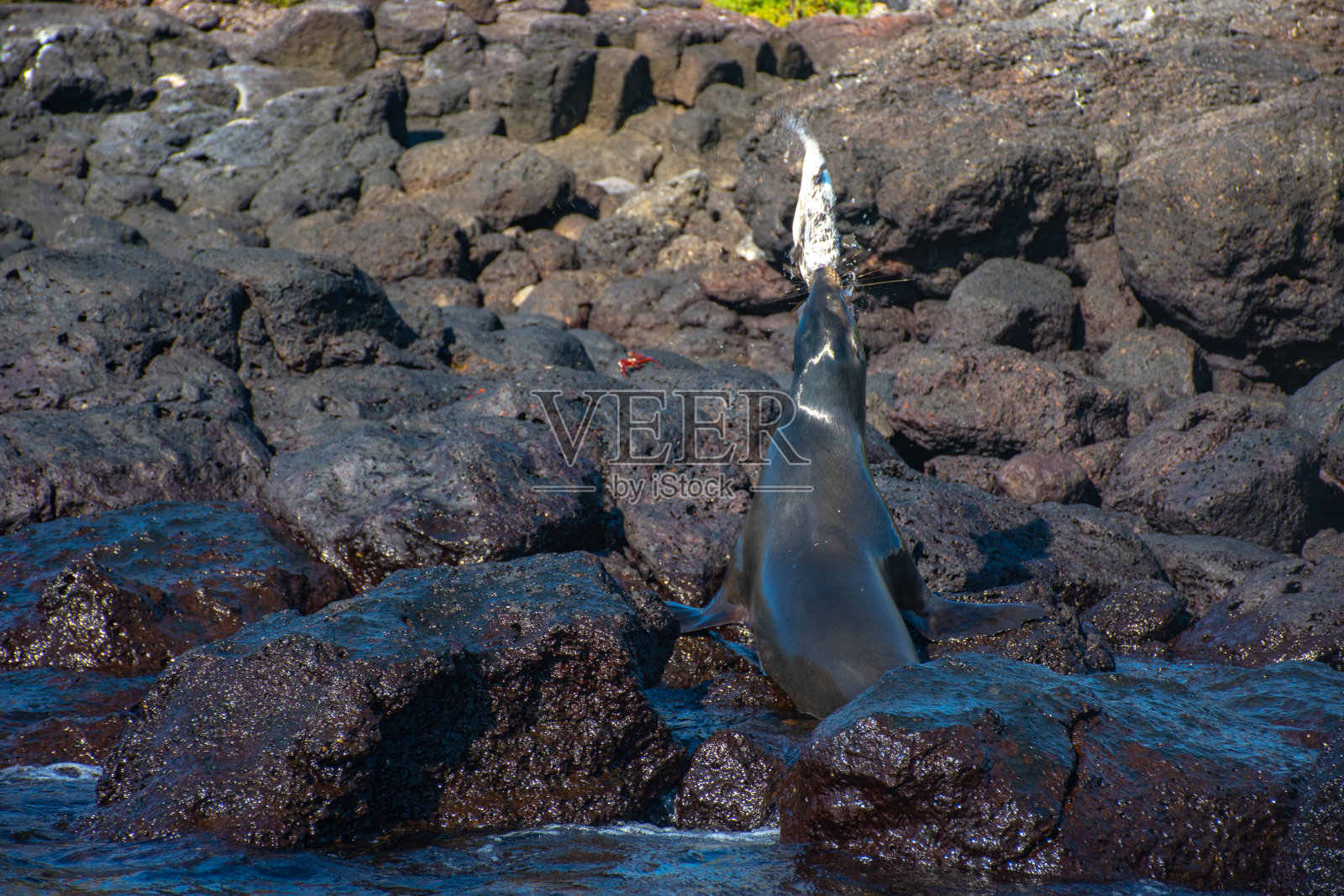 海狮在加拉帕戈斯吃鱼照片摄影图片