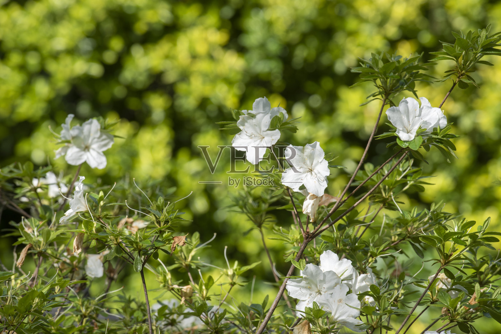 漂浮的花照片摄影图片