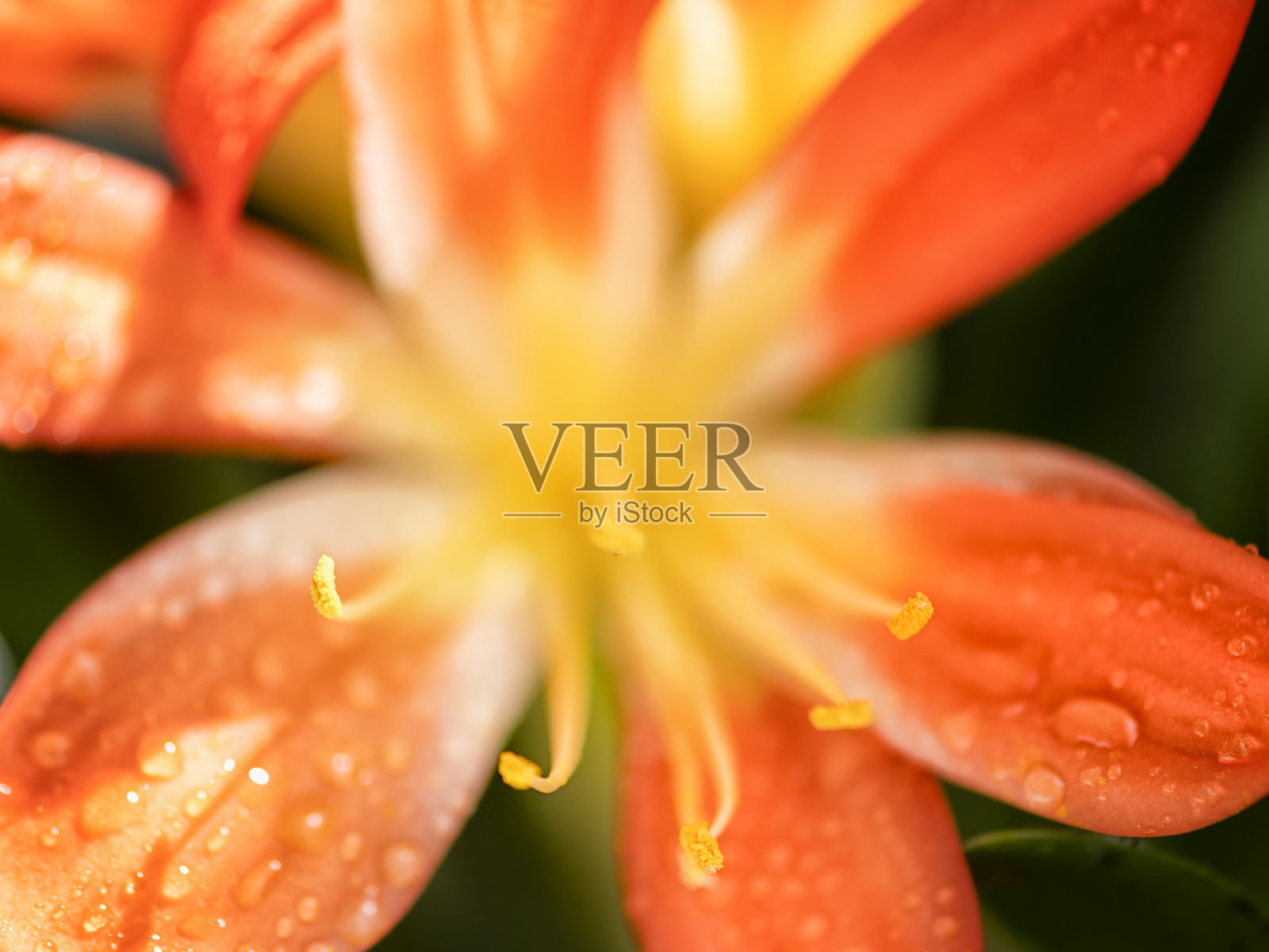 克利维亚迷你塔照片摄影图片