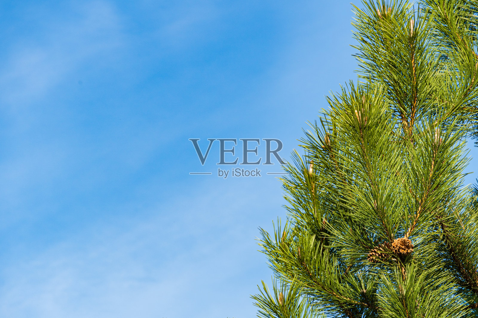 去年一种奥地利或黑松(黑松)在蓝天下的树枝上的棕色球果。有选择性的重点。春色园林常青。任何墙纸的景观。这里有放置文本的地方。照片摄影图片