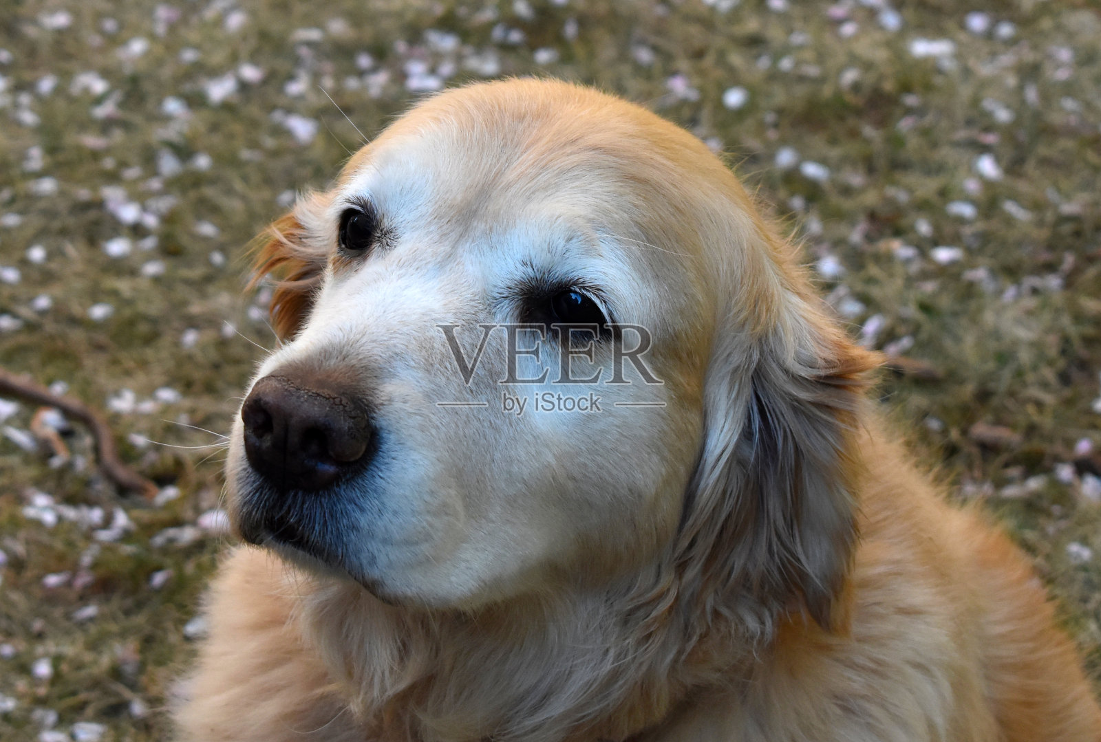 各种姿势的金毛猎犬照片摄影图片