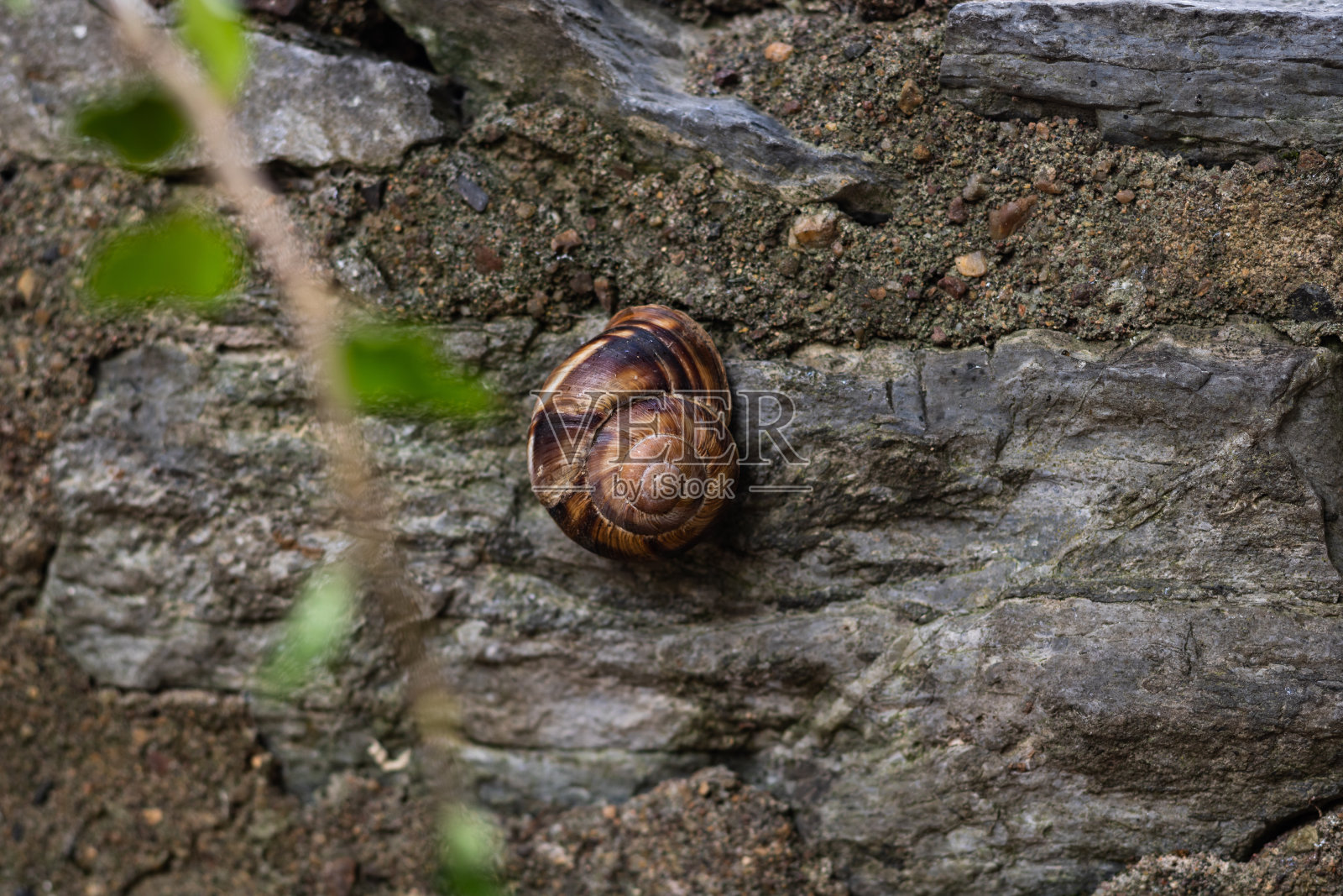 墙上的蜗牛照片摄影图片
