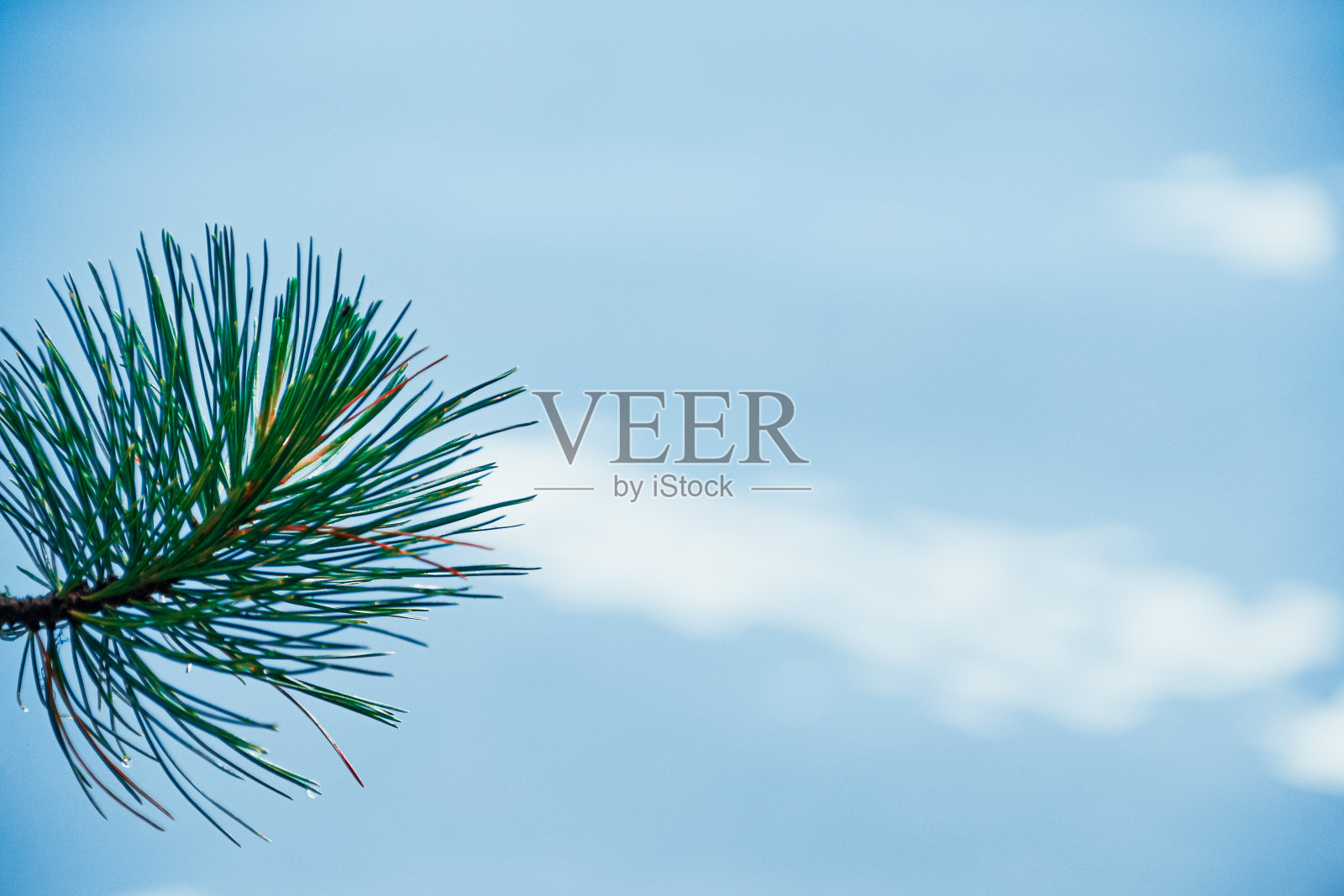 蓝色的湖面上，松树的枝桠。绿松石海岸边的针叶林照片摄影图片