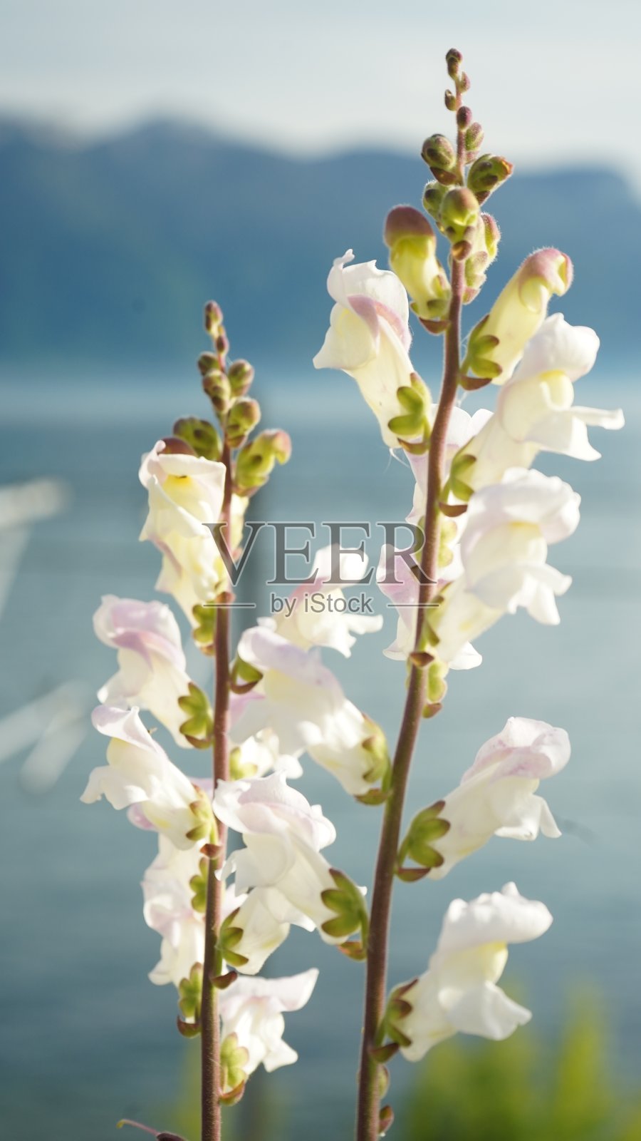 鲜花蒙特勒春天2020瑞士照片摄影图片