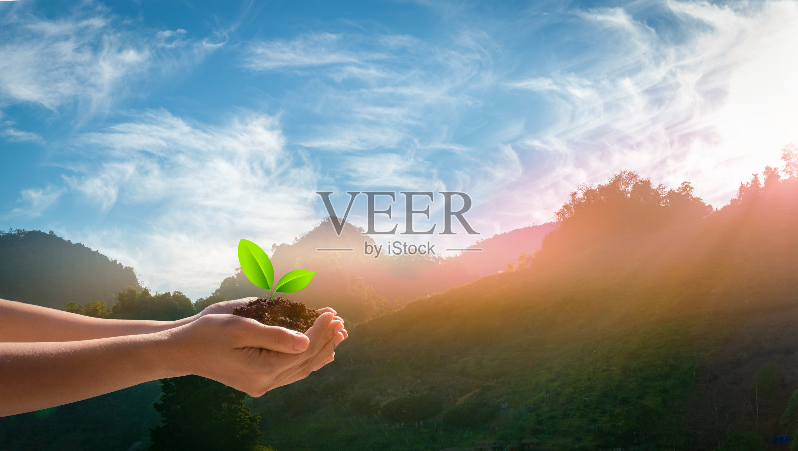 云和山坡的自然绿色景观。女性牵手树在自然领域的草地森林保护和环境地球日的概念。全景视图。照片摄影图片