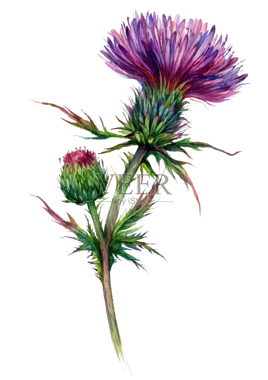 水彩画的红色蓟插画图片素材