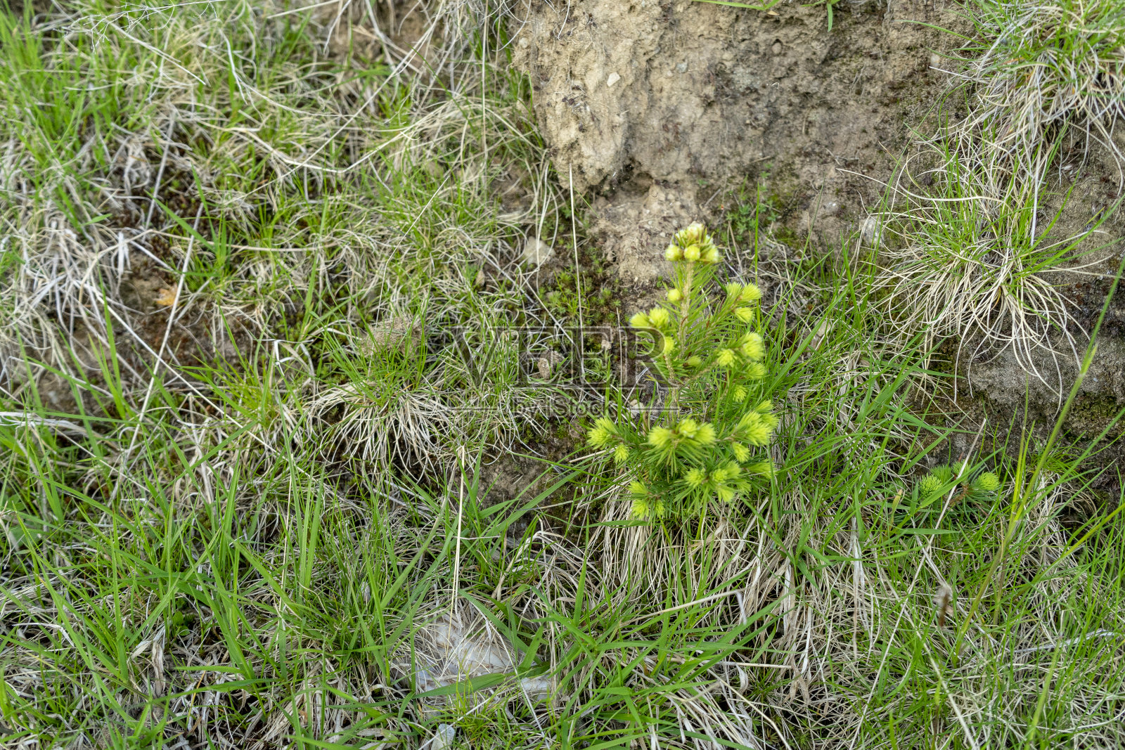 小草里的小松树。布加勒斯特国家公园，布加勒斯特山脉照片摄影图片