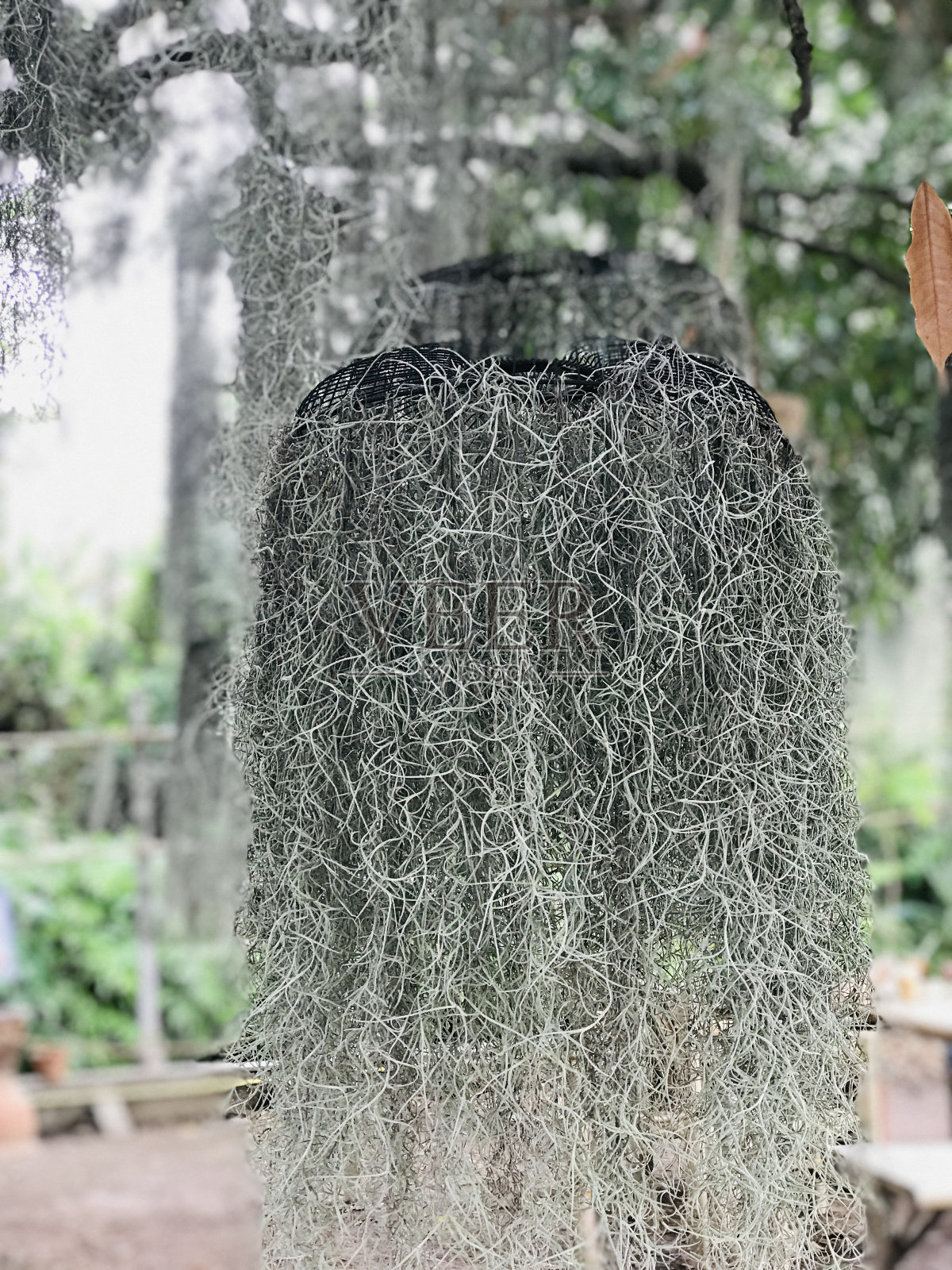 苔藓或西班牙苔藓。照片摄影图片