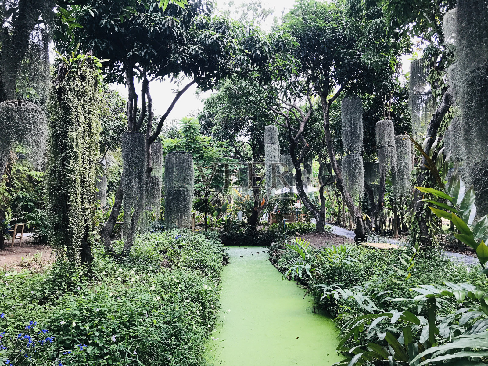 苔藓或西班牙苔藓。照片摄影图片