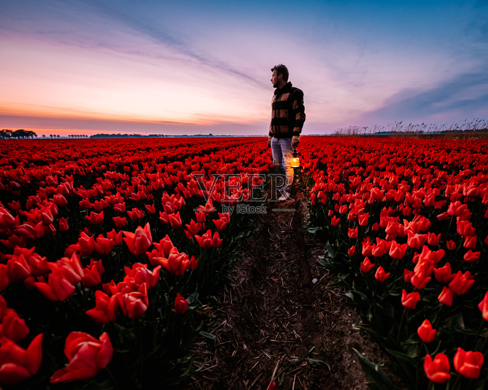 荷兰noordoost圩田中，日落黄昏的弗莱弗兰，五颜六色的郁金香线条照片摄影图片