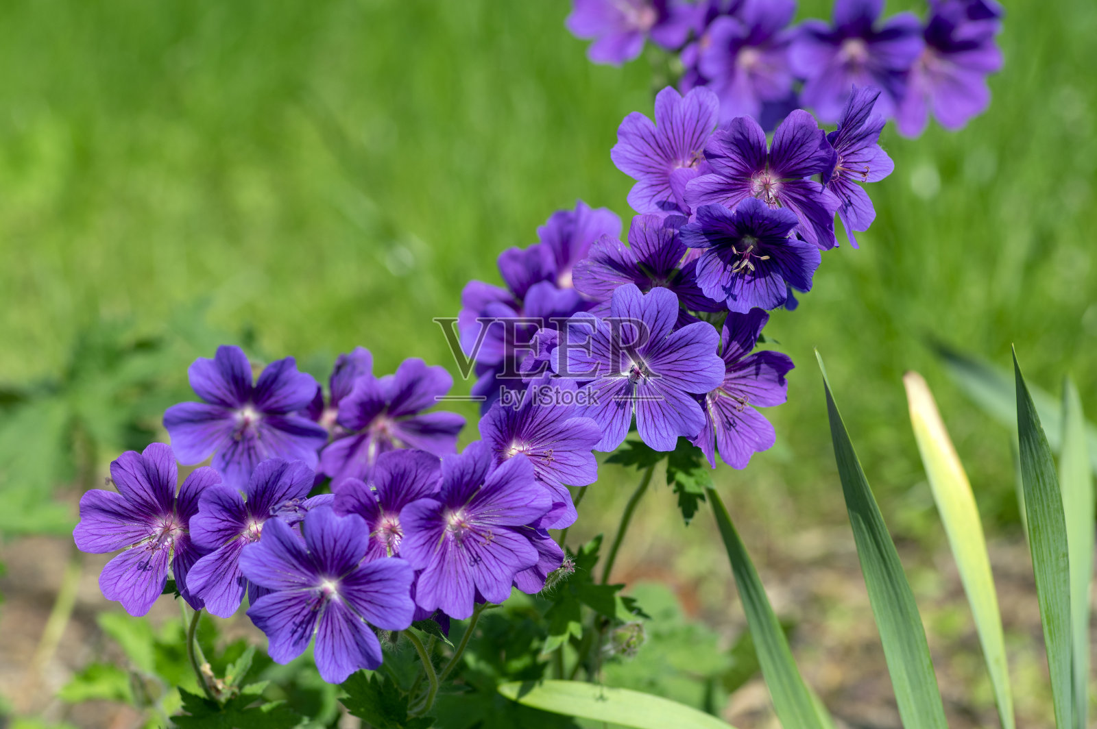 天竺葵美丽的紫色鹤喙在盛开，观赏花园中的开花植物在白天照片摄影图片