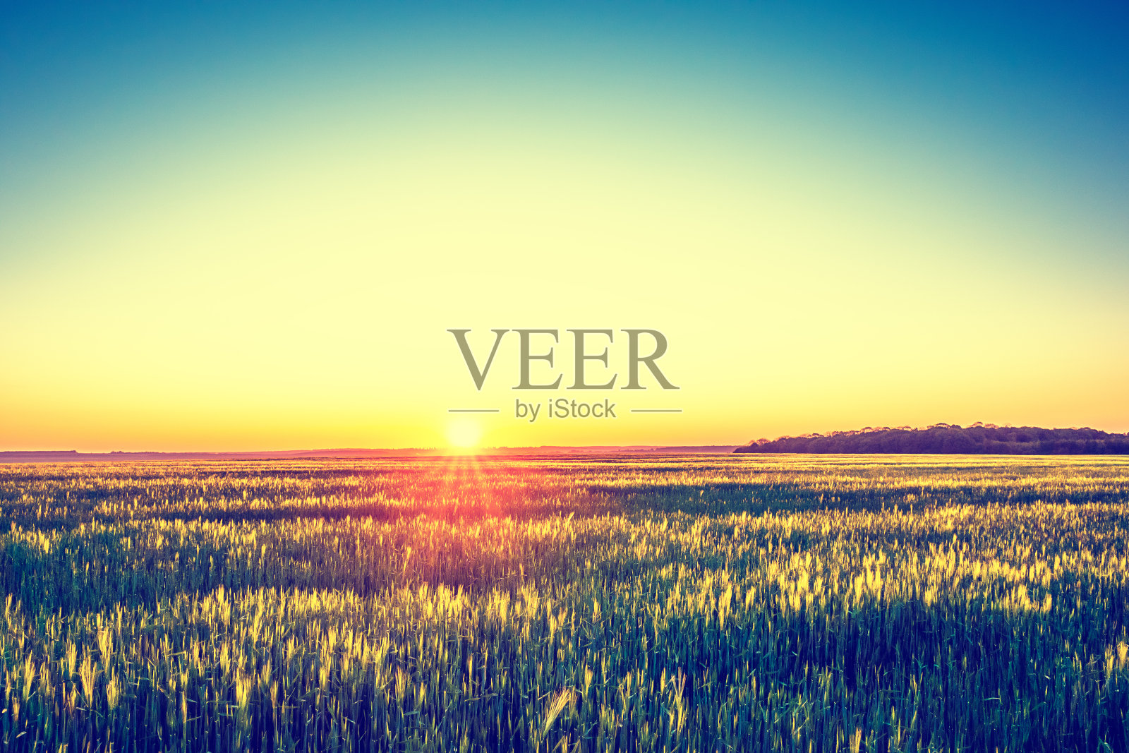 春日初升，春田绽放照片摄影图片