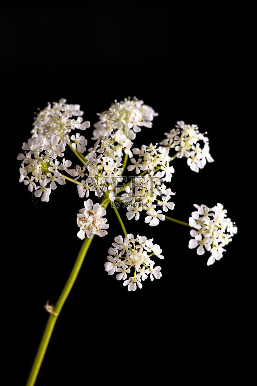 白奶牛欧芹花照片摄影图片