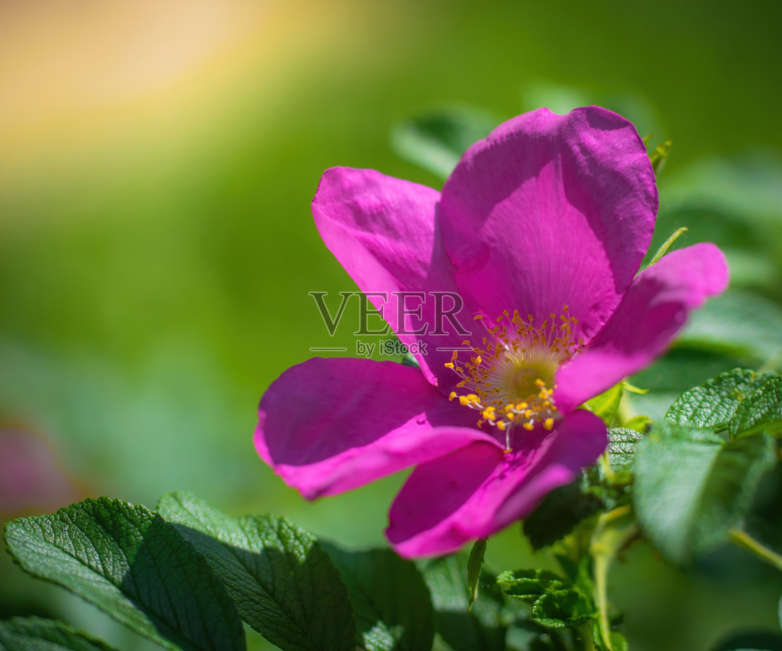 春日盛开的粉红野玫瑰照片摄影图片
