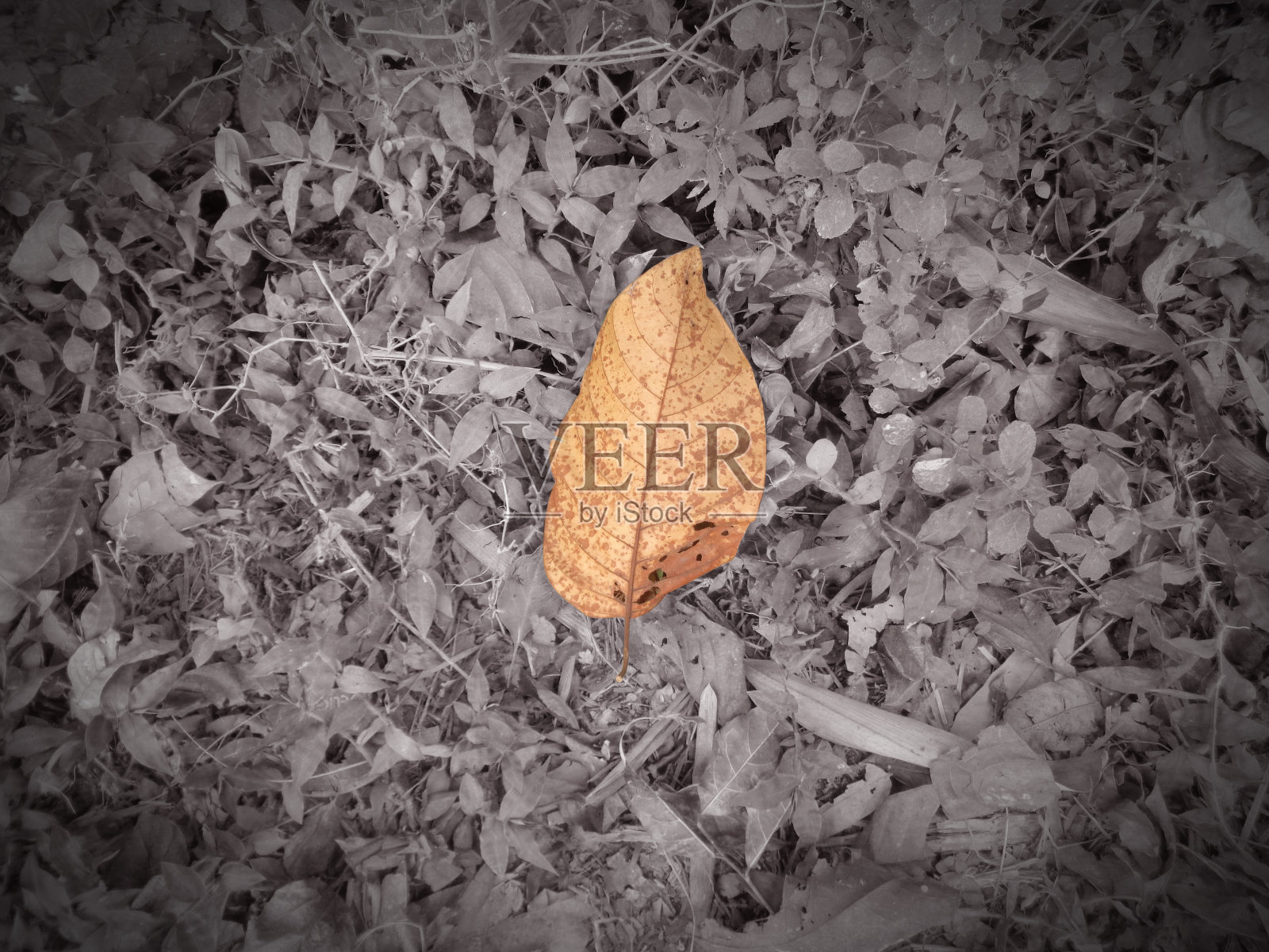 黑色和白色背景上的金色干燥叶子照片摄影图片