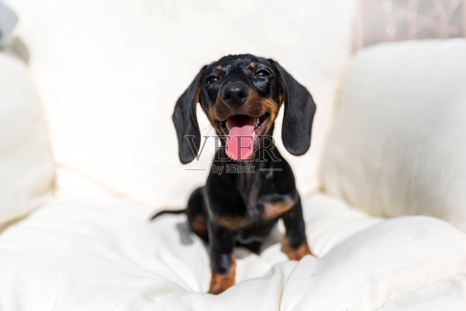 可爱的腊肠小狗照片摄影图片