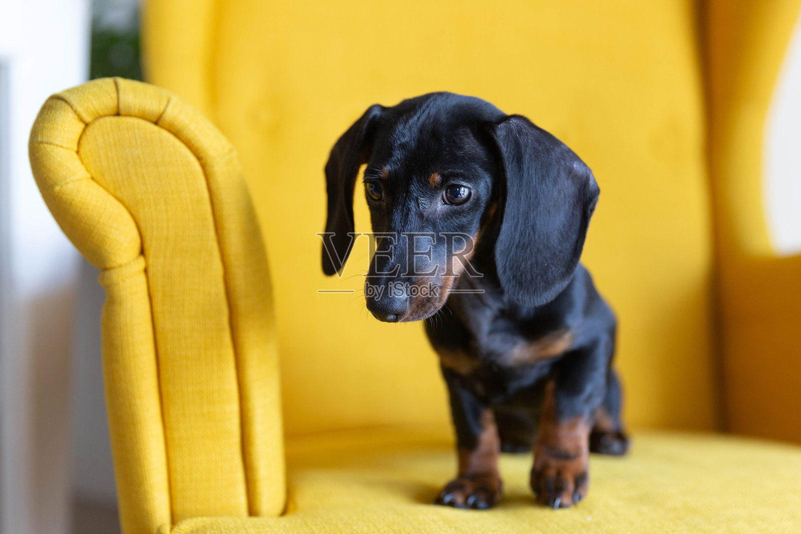 可爱的腊肠小狗照片摄影图片