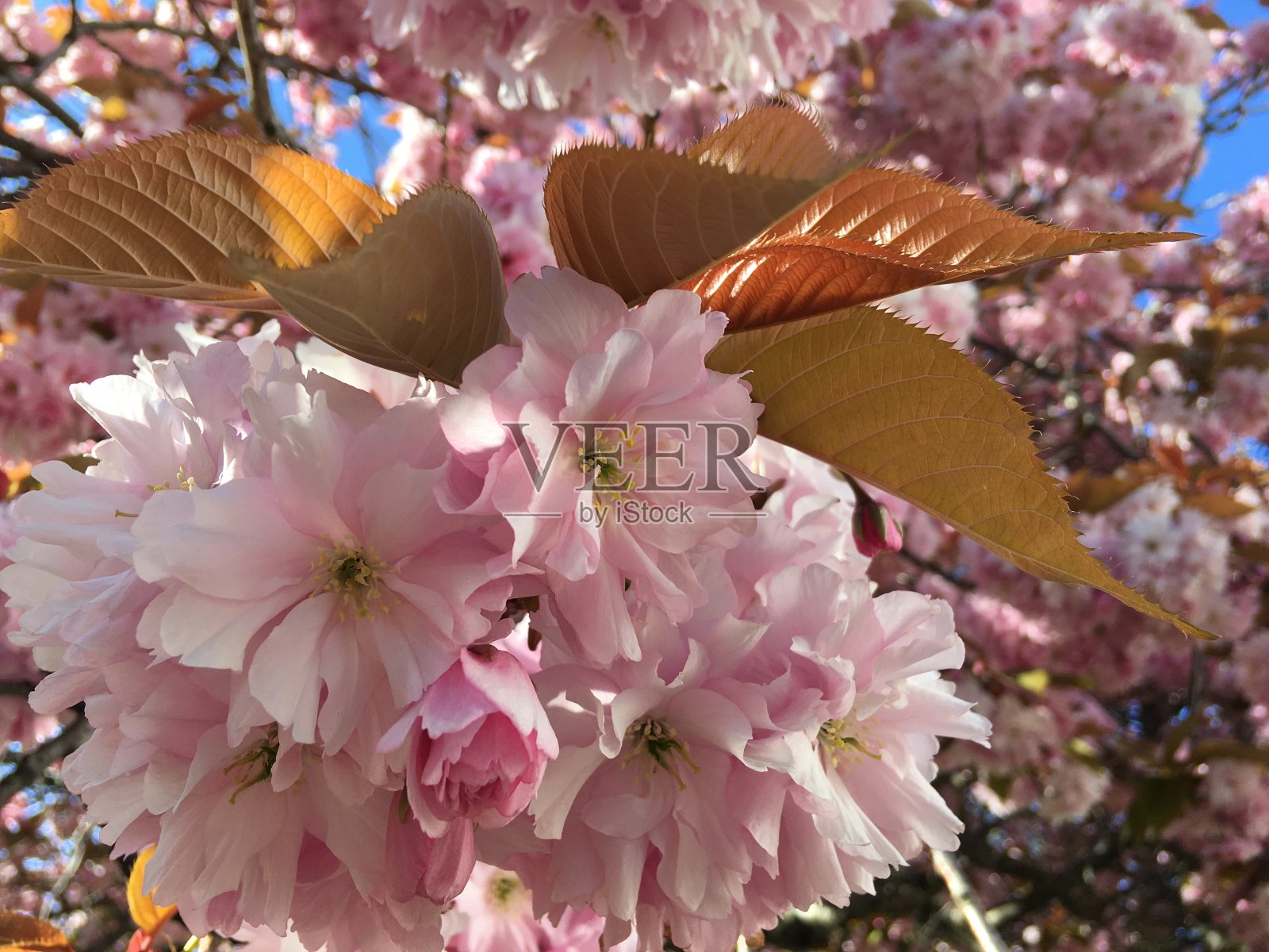 樱花对铜叶照片摄影图片