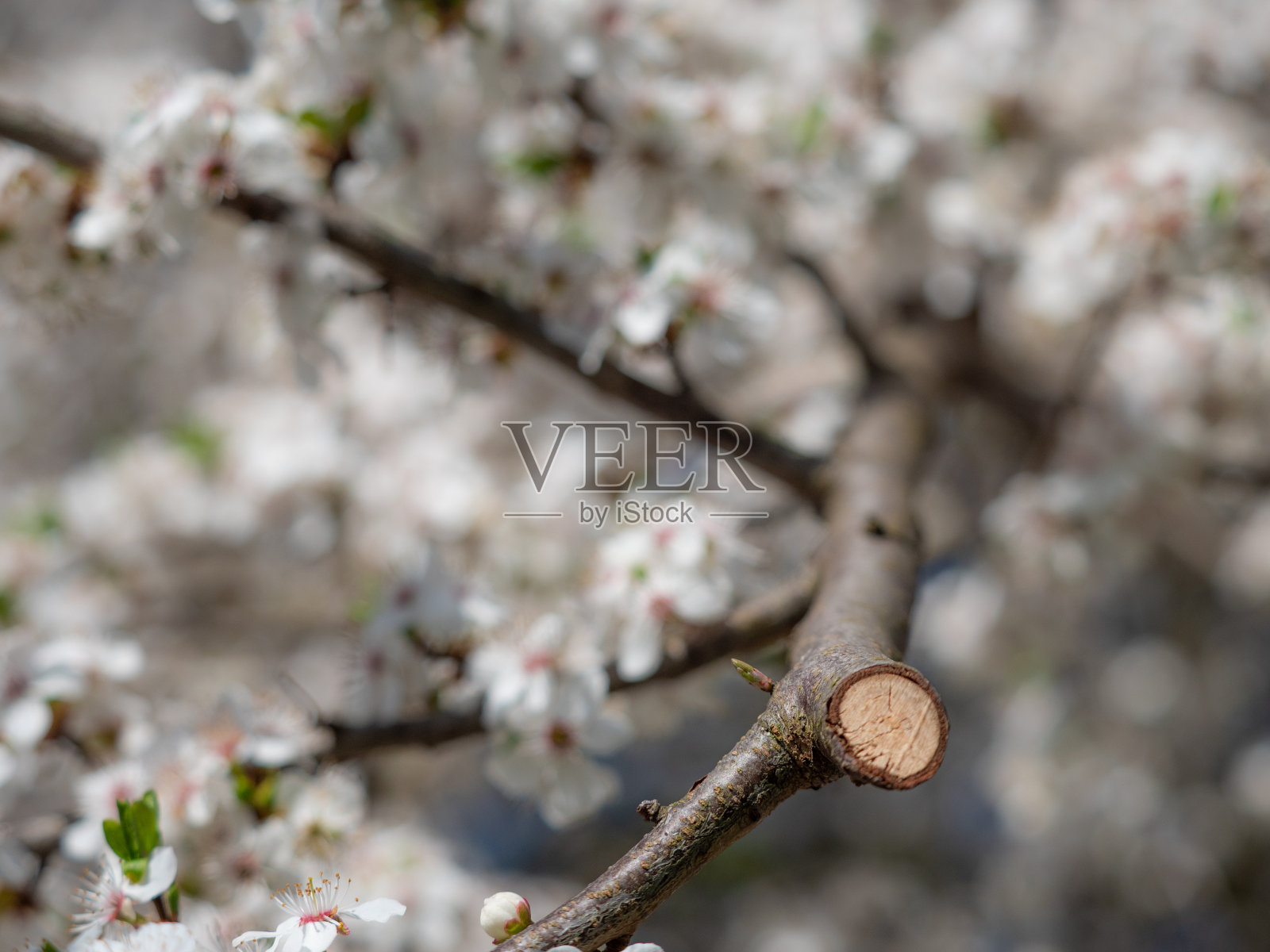 梅花在花园里盛开的照片照片摄影图片