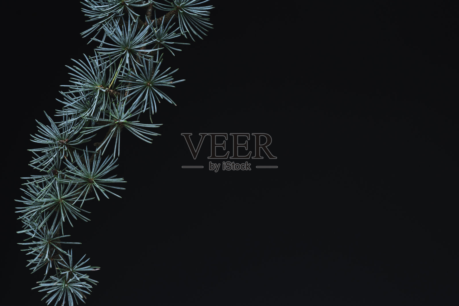 松树的叶子背景。绿色的叶子与复制空间。它们的色调在早晨是暗的。来自新西兰的绿叶。照片摄影图片