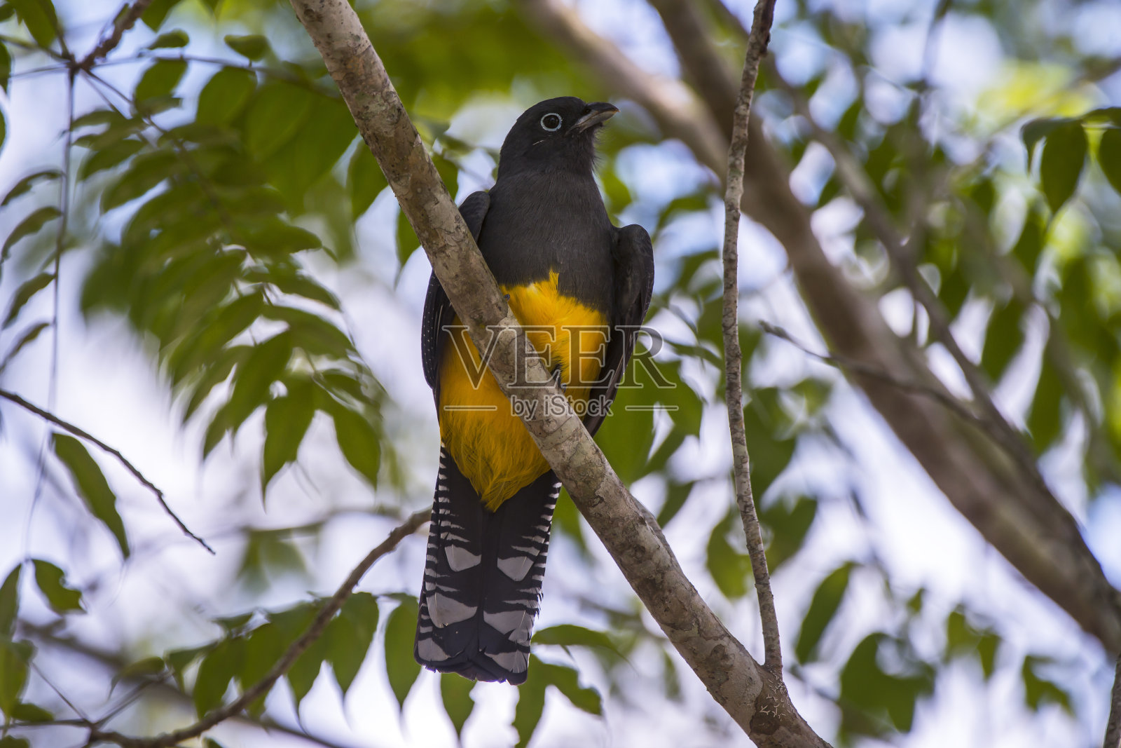 白色尾巴的Trogon女性照片在Linhares, Espirito Santo。照片摄影图片