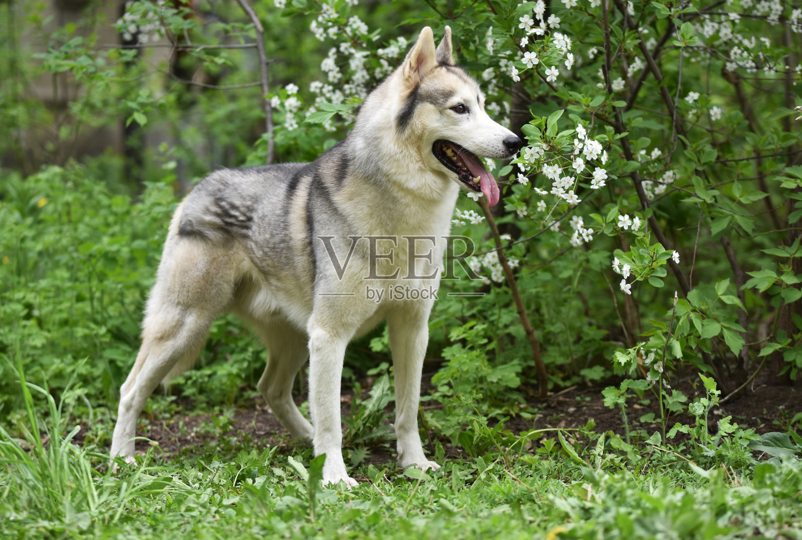 西伯利亚哈士奇品种的狗在开花的春天树木的背景照片摄影图片