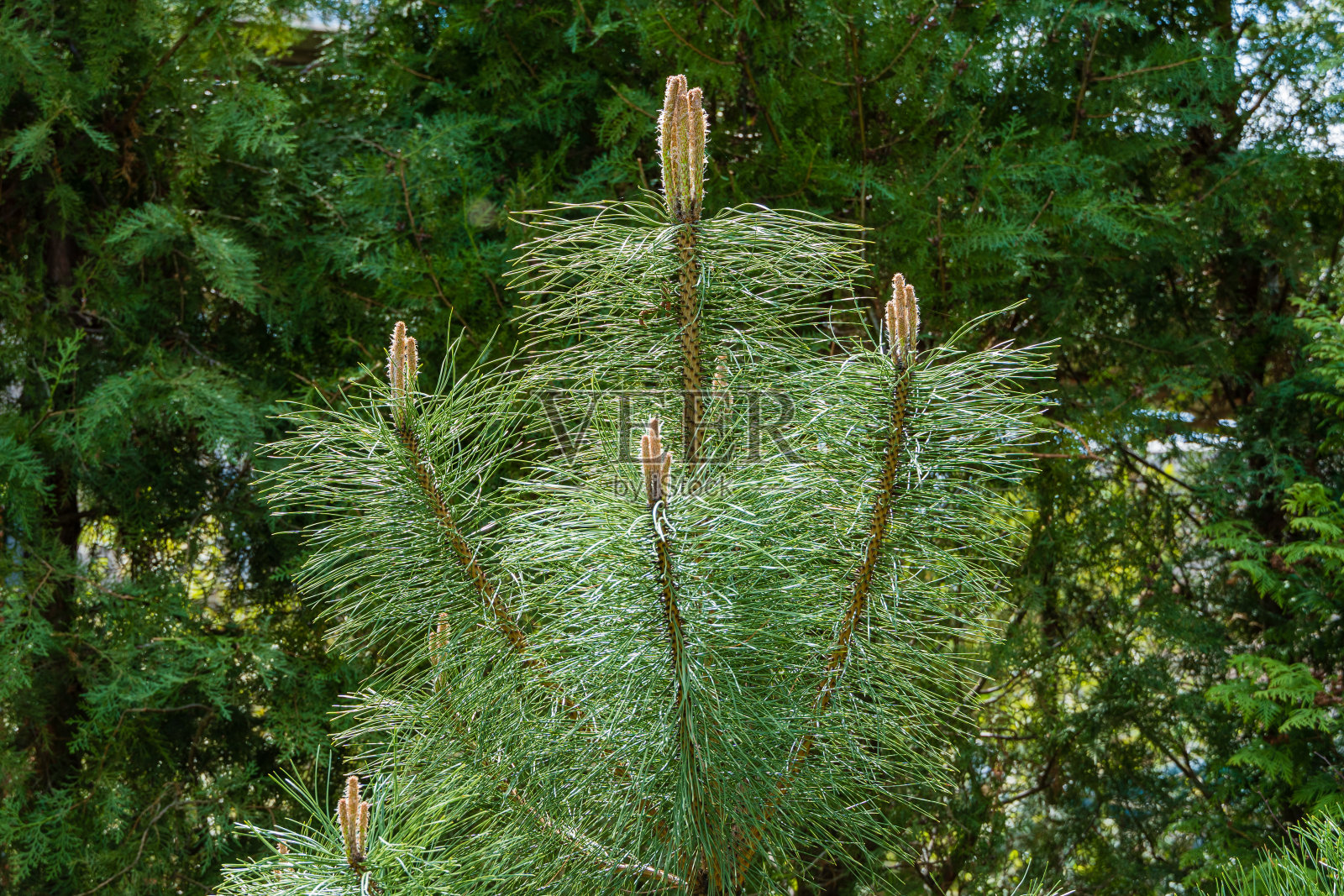 奥地利松或黑松(黑松)的树枝和树干上的幼芽。模糊的背景的常青树。有选择性的重点。常青花园景观。这里有放置文本的地方。照片摄影图片