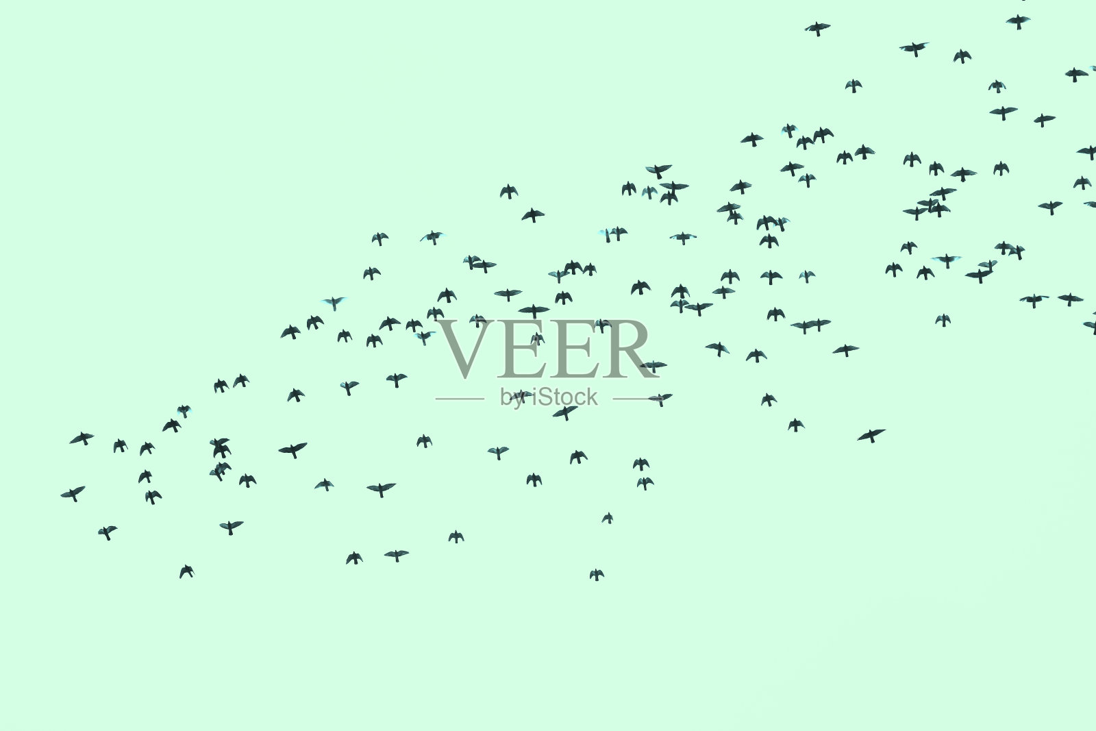 描绘一群飞鸟在天空中飞翔照片摄影图片