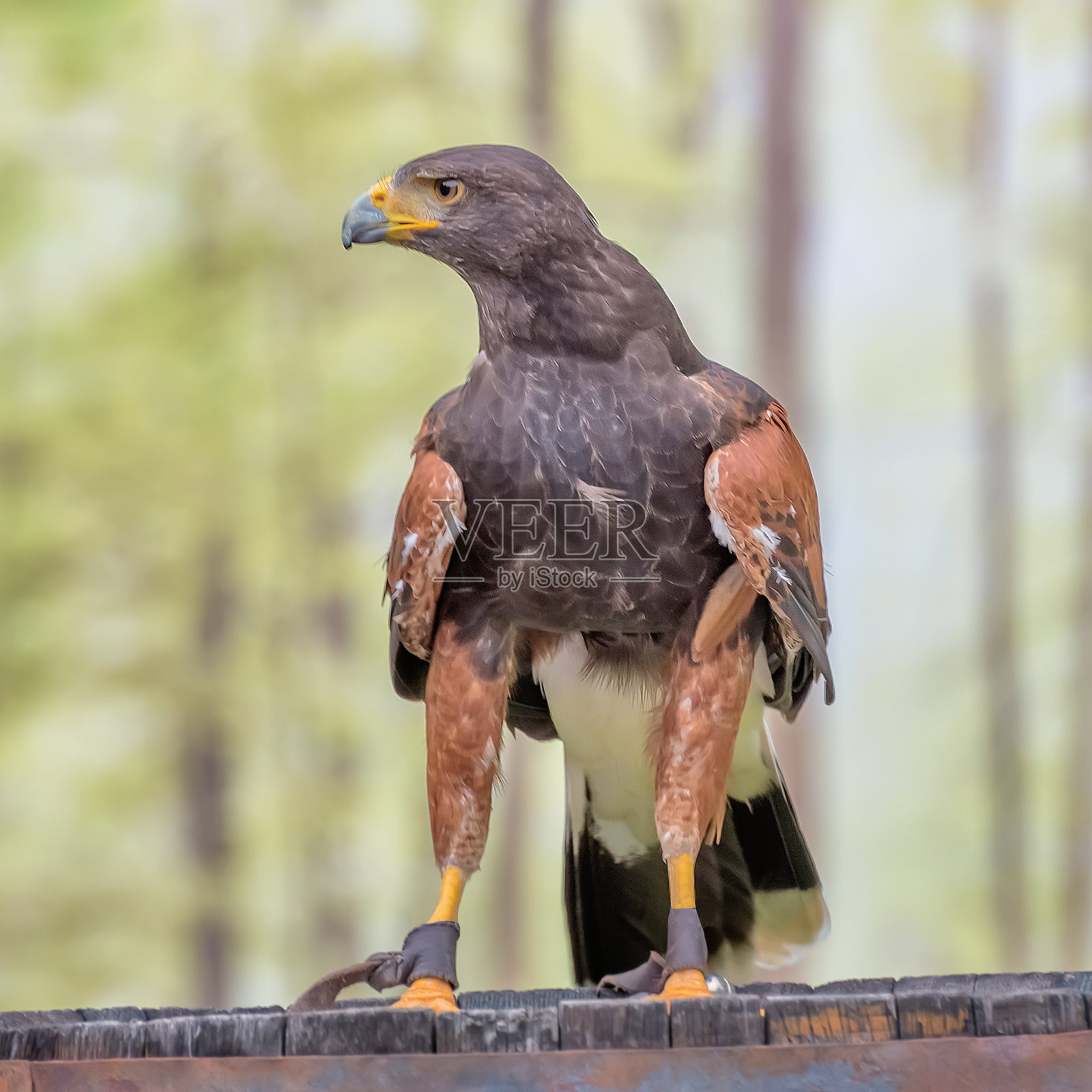 哈里斯鹰，湾翼鹰或暗翼鹰，和peuco，一种中型大型的猛禽照片摄影图片