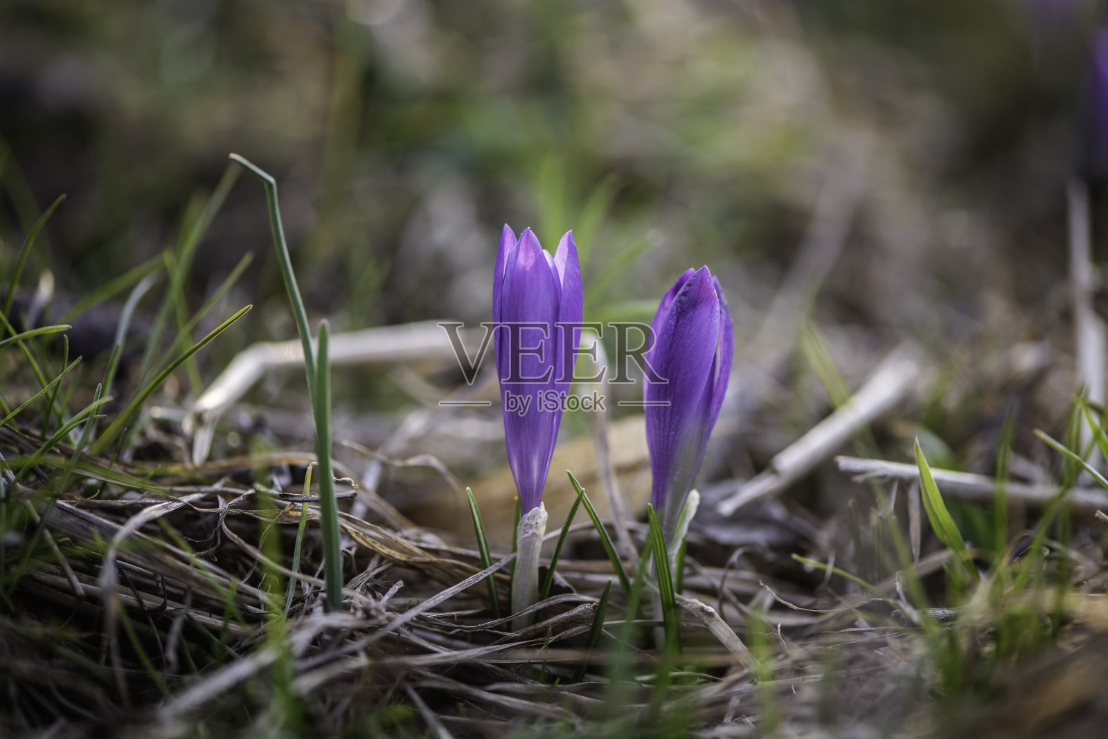 早春三月四月紫近细节的番红花植物野生藏红花照片摄影图片