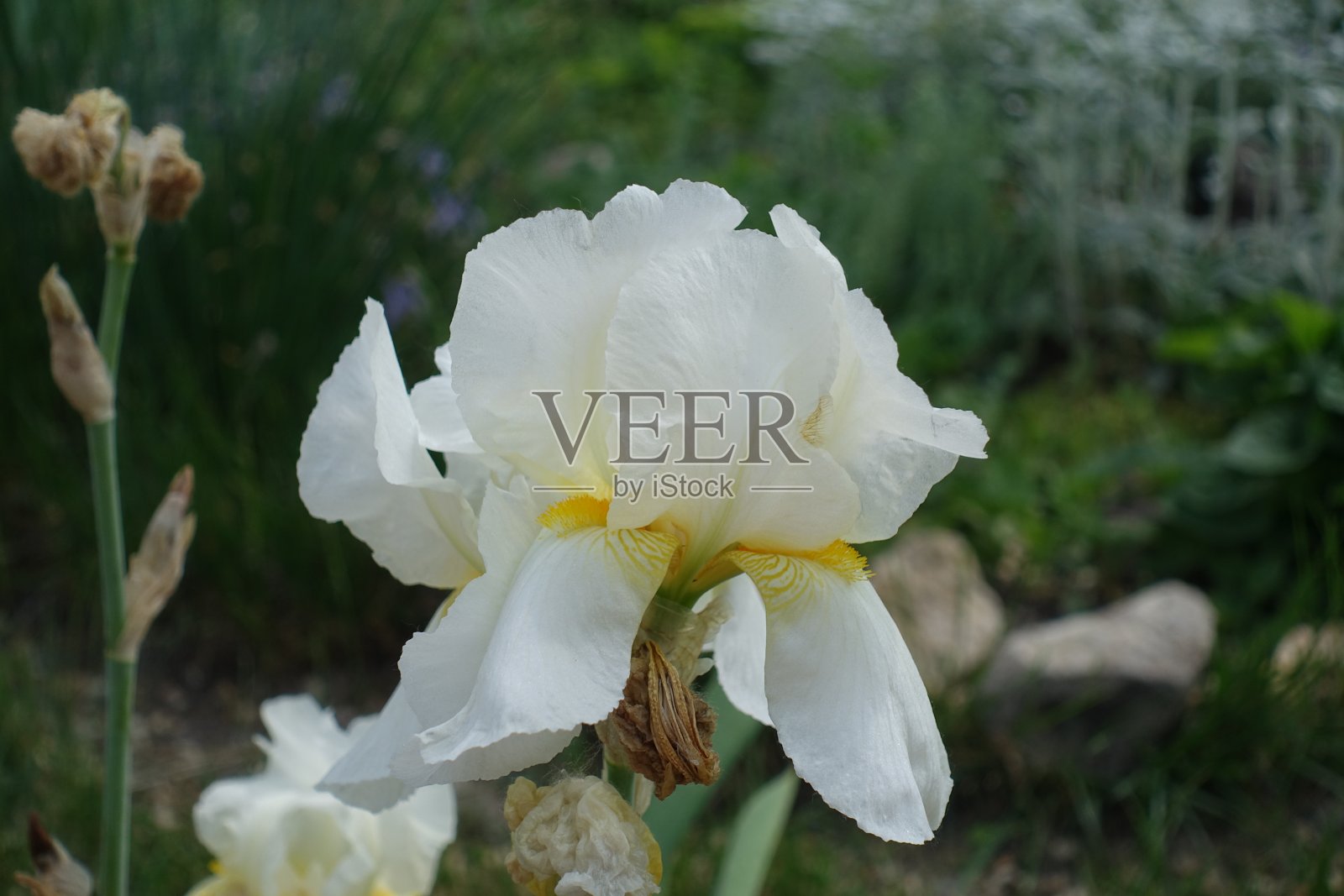 5月髯鸢尾白色花的特写照片摄影图片