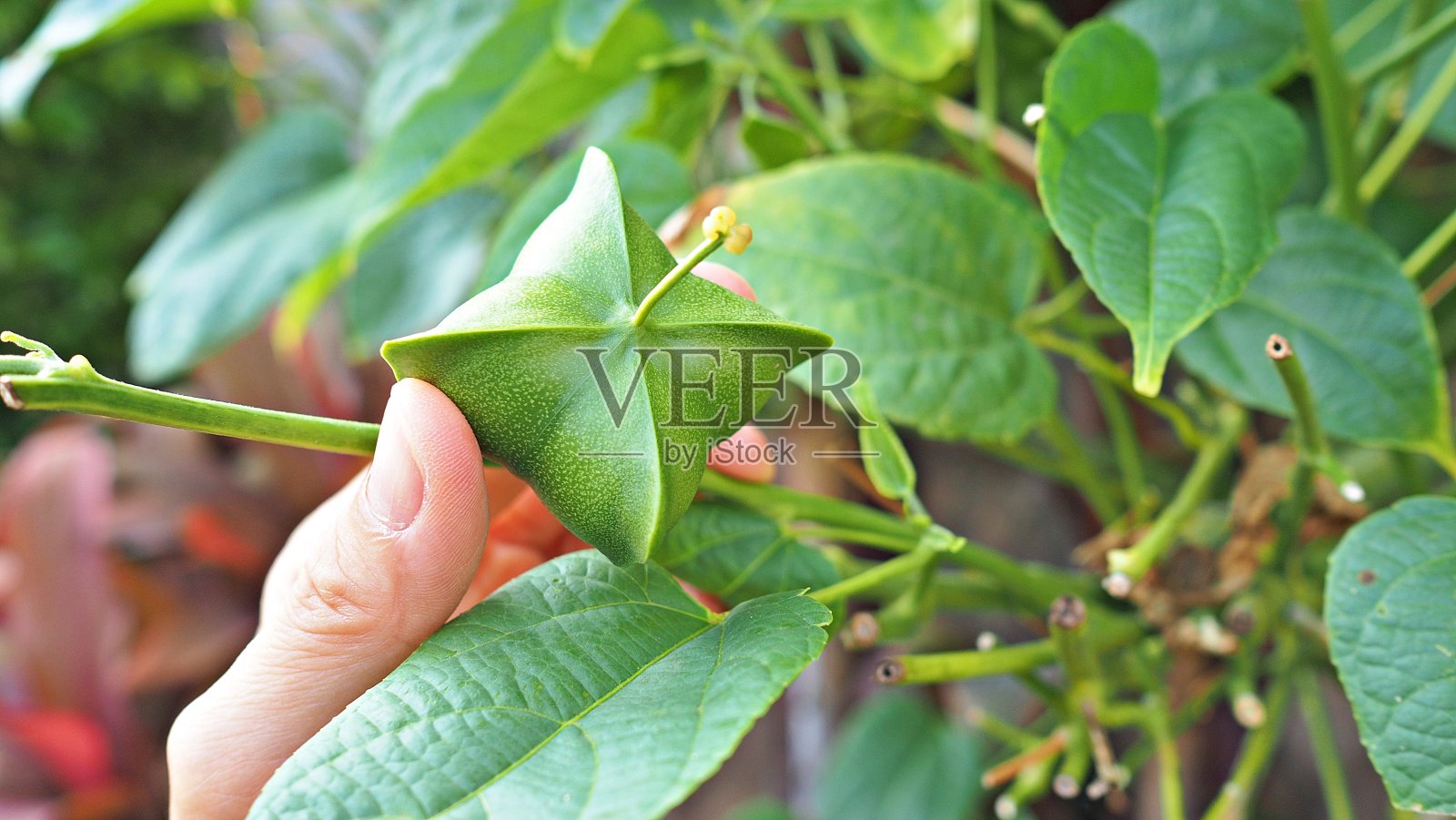 萨夏Inchi坚果。照片摄影图片