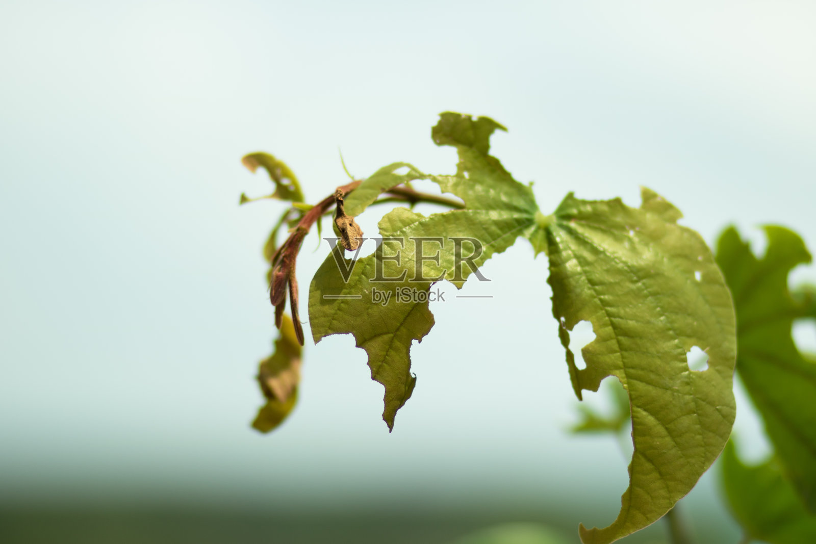 树叶被严重损坏，因为虫子以树叶为食来破坏树叶。有选择性的重点。照片摄影图片
