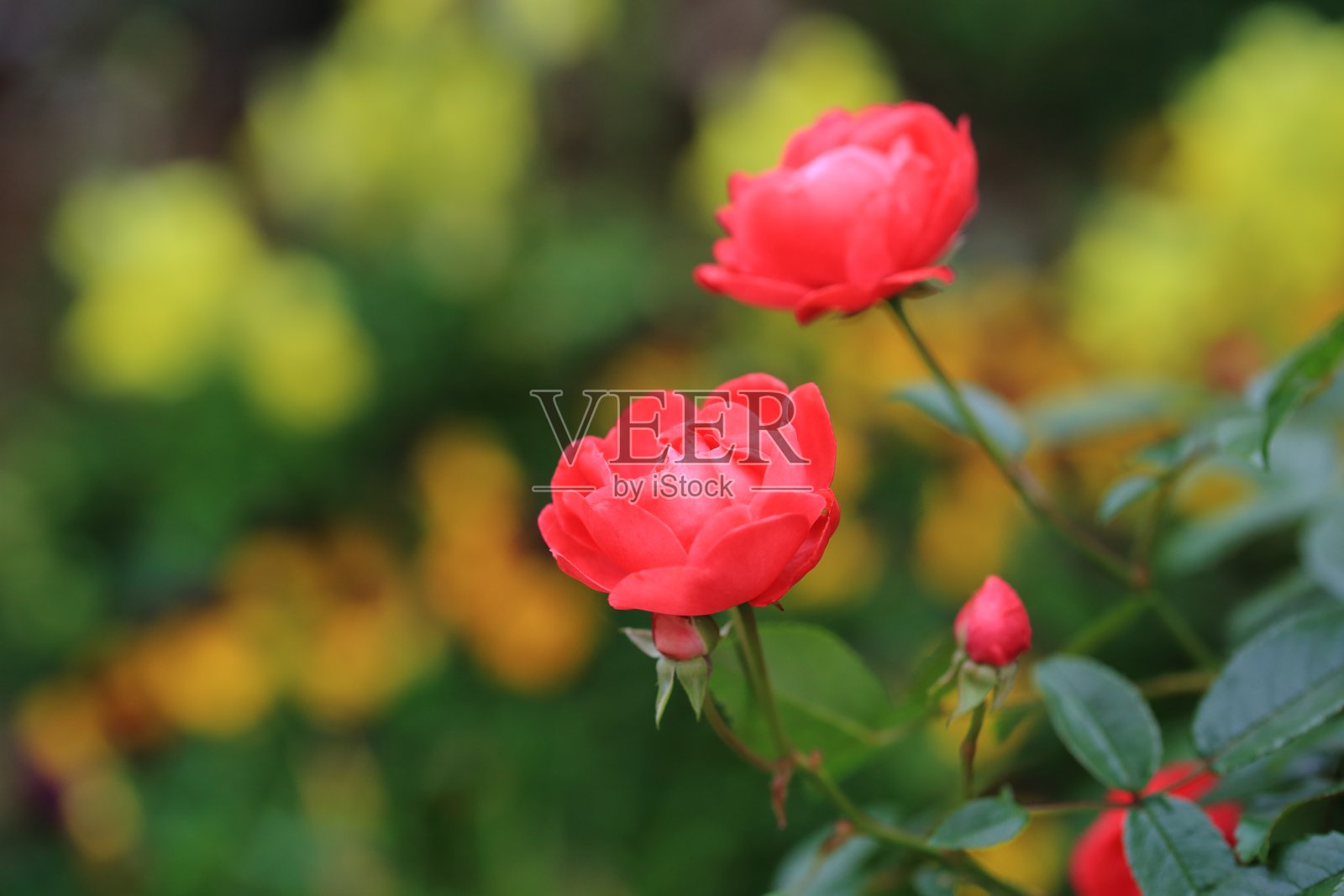 红玫瑰照片摄影图片