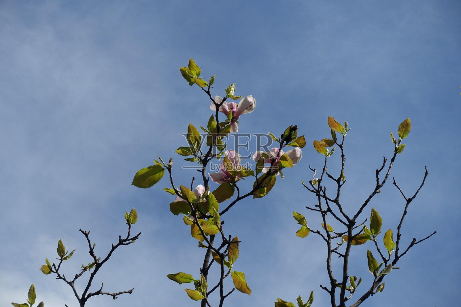 5月碧空玉兰绽放照片摄影图片