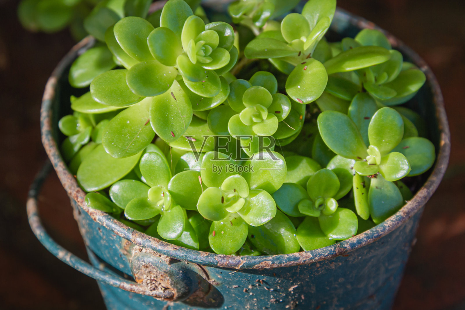 花园植物在一个生锈的旧桶。特写镜头。暗的背景照片摄影图片