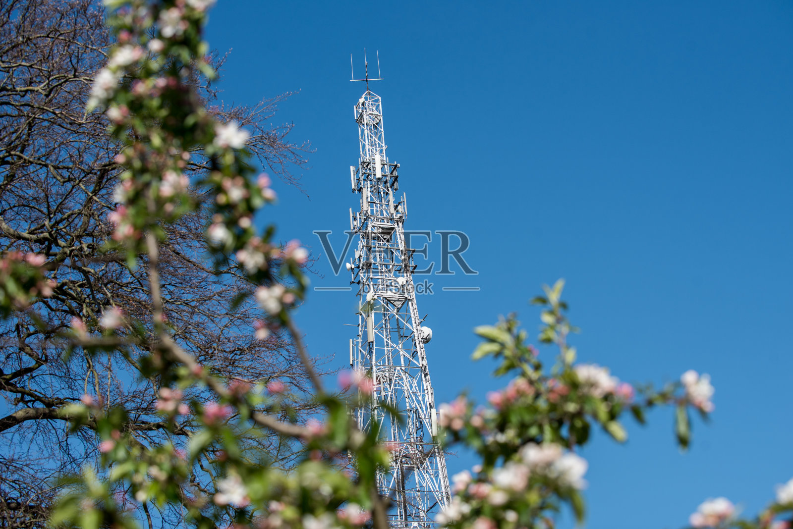 手机桅杆与树的花朵和树枝前景照片摄影图片