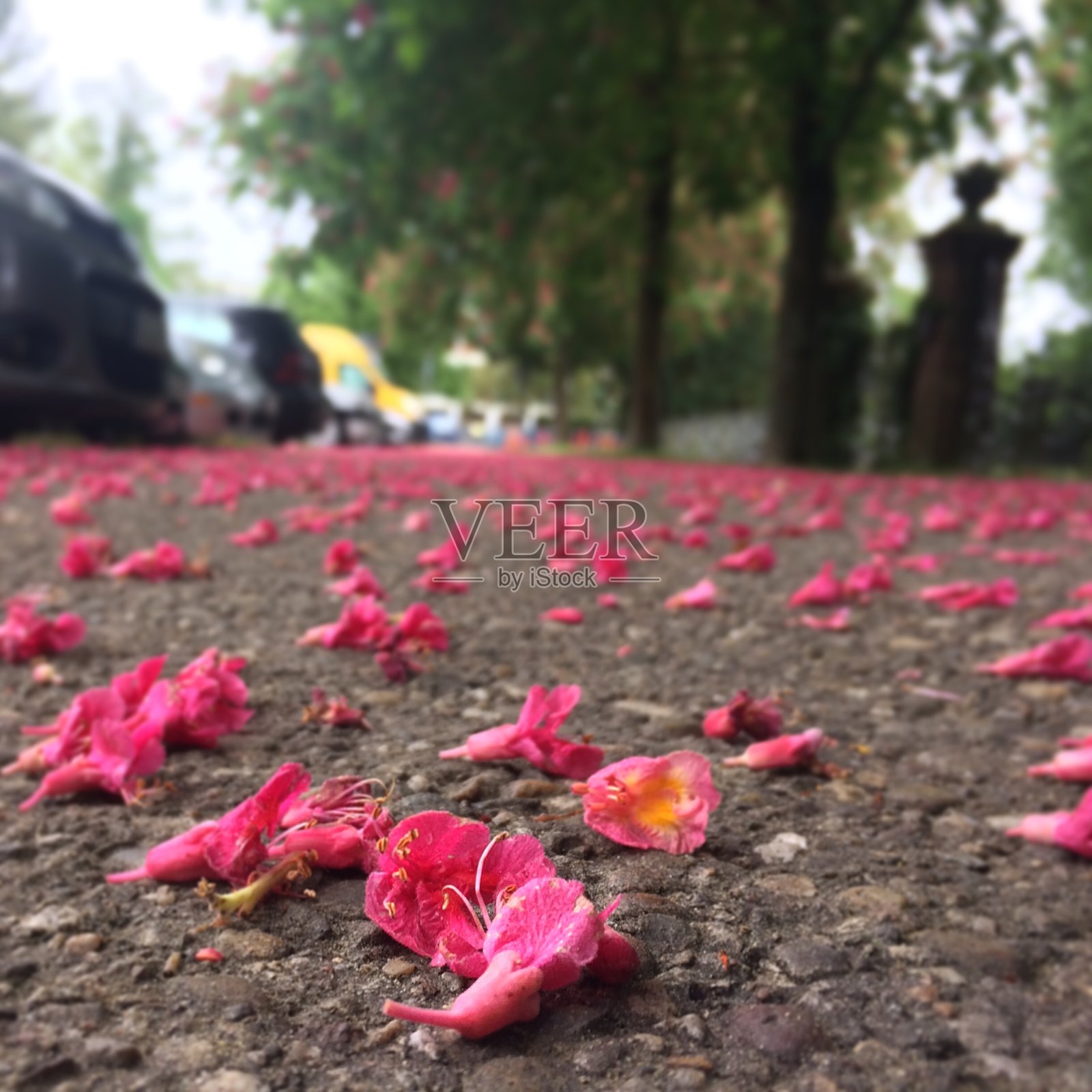 地上的落花照片摄影图片