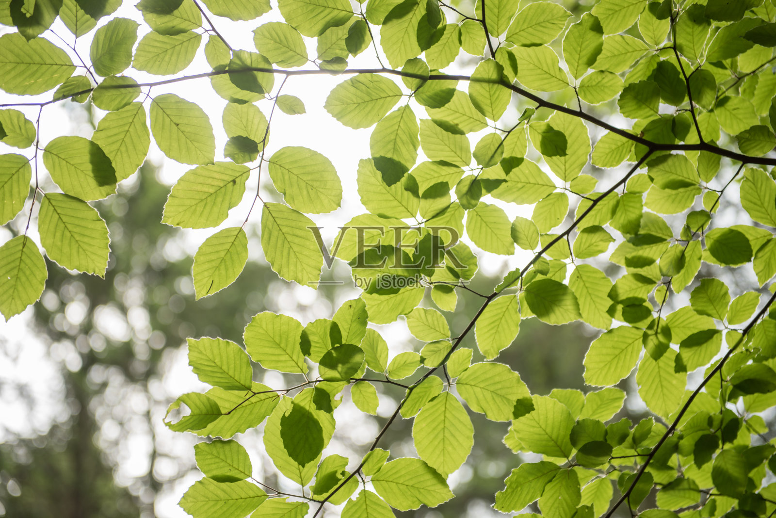山毛榉，欧洲山毛榉或普通山毛榉，是山毛榉科的一种落叶树。照片摄影图片