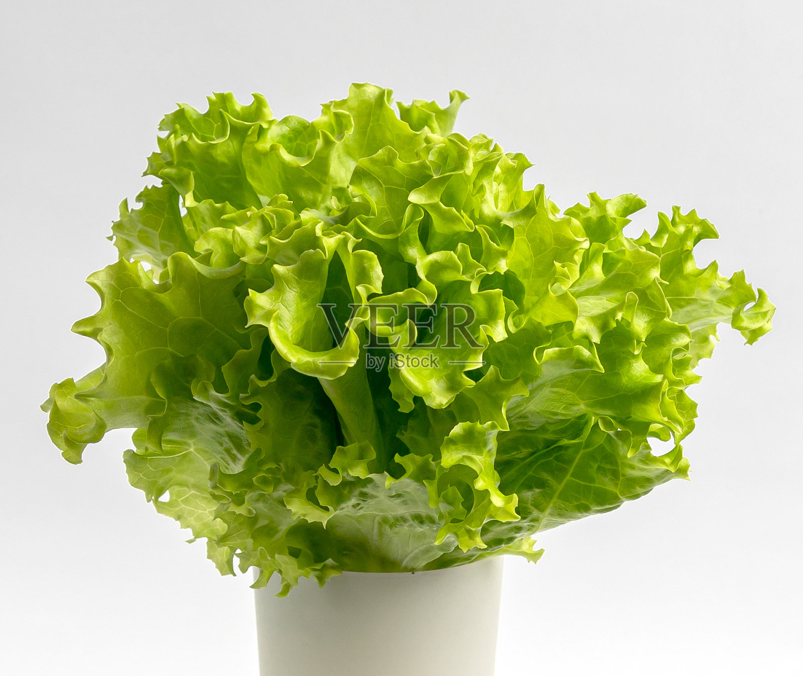 白盘子里的莴苣叶。照片摄影图片