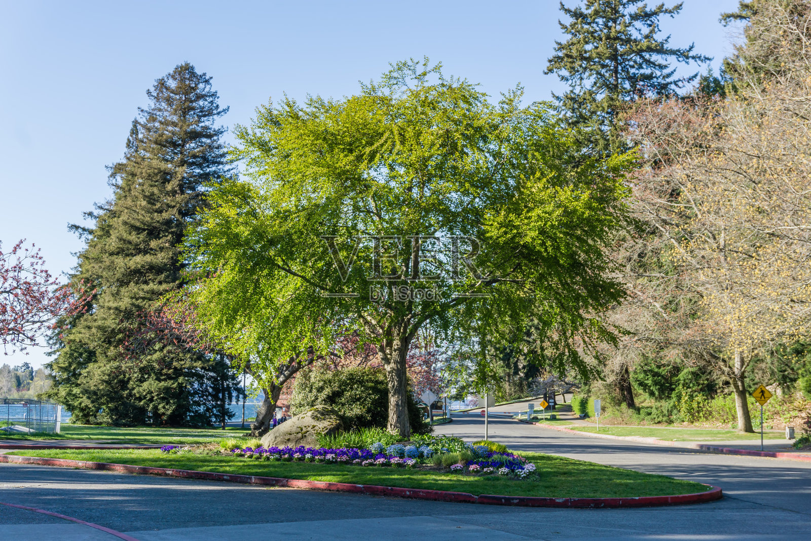 公园入口树2照片摄影图片