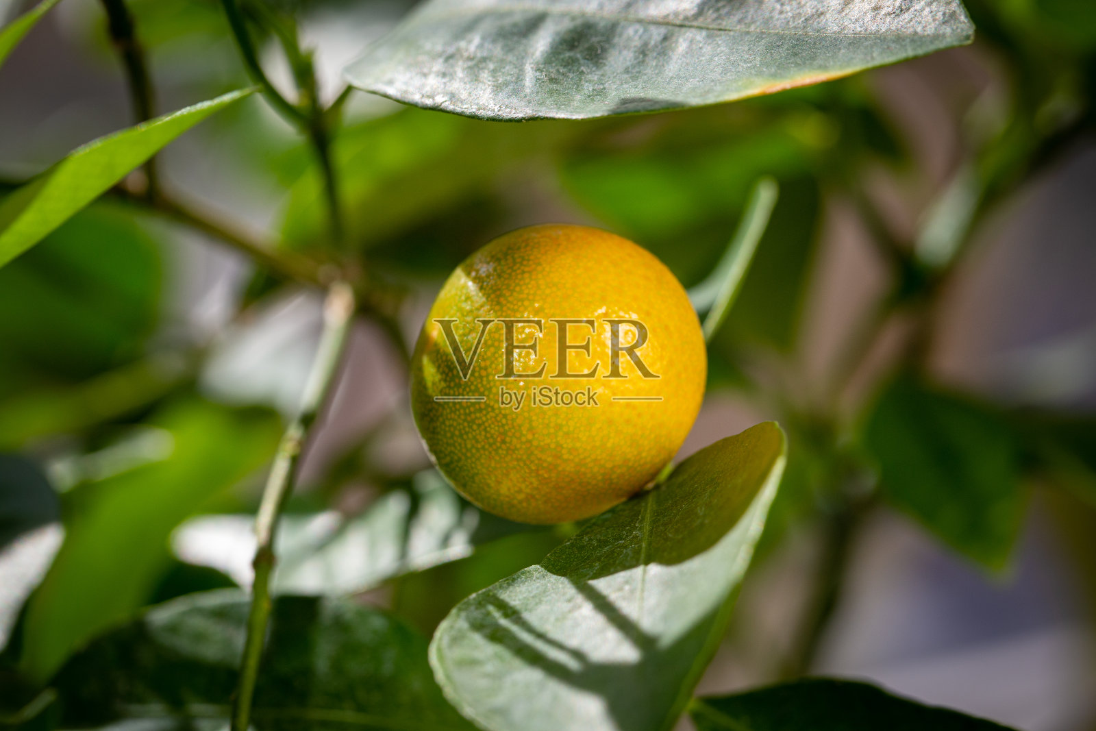 新鲜的calamondine果在树上照片摄影图片