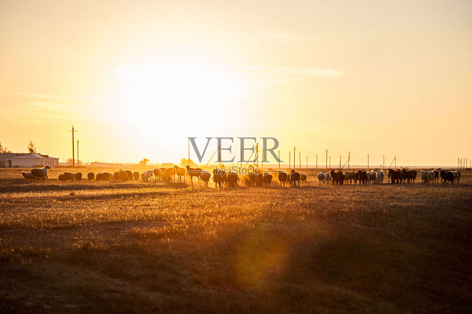 日落时的一群羊照片摄影图片
