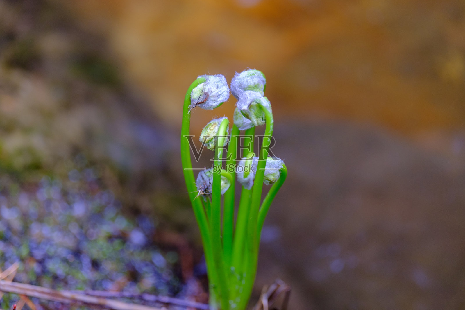 春花即将盛开照片摄影图片