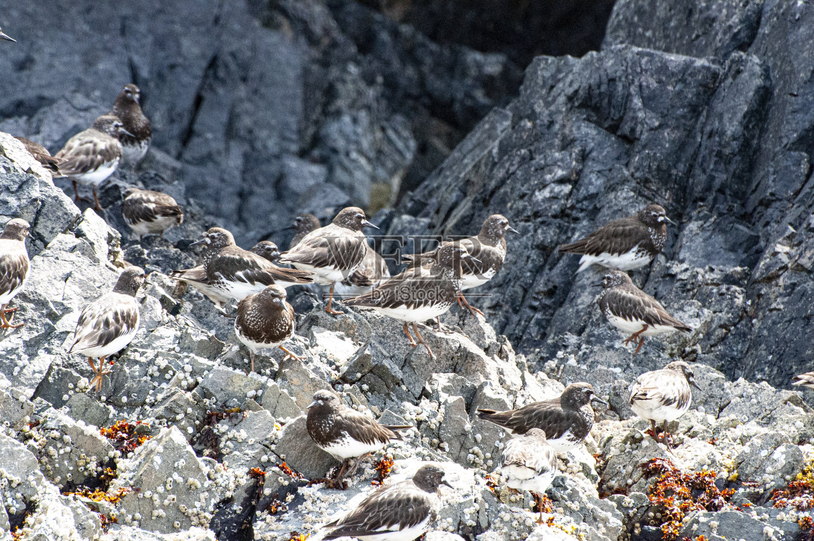 海鸟部分地伪装在岩石上照片摄影图片
