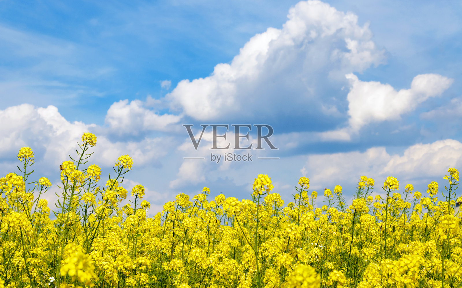 黄色的菜花和蓝色的天空。照片摄影图片