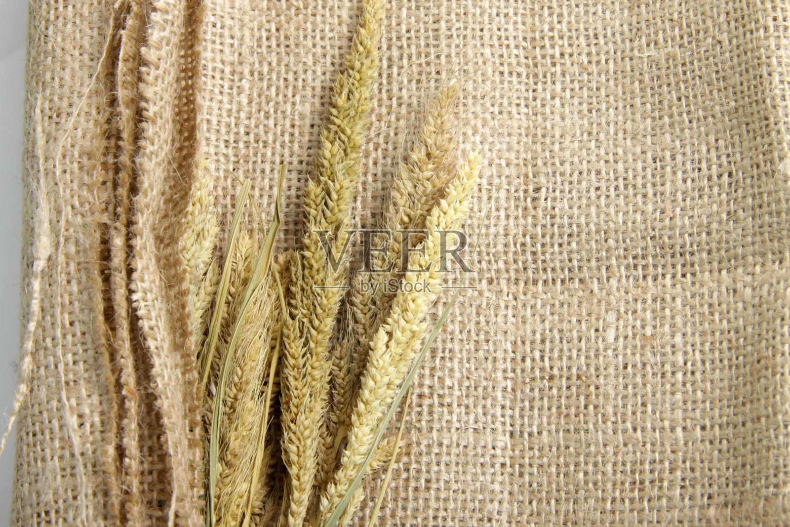 分离的干谷子照片摄影图片